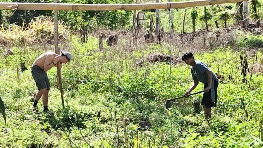 Two farmers in Sulawesi, Indonesia, using traditional hoes to prepare the soil in a lush green patchouli field under bright sunlight.