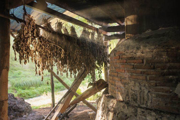 Patchouli leaves drying process