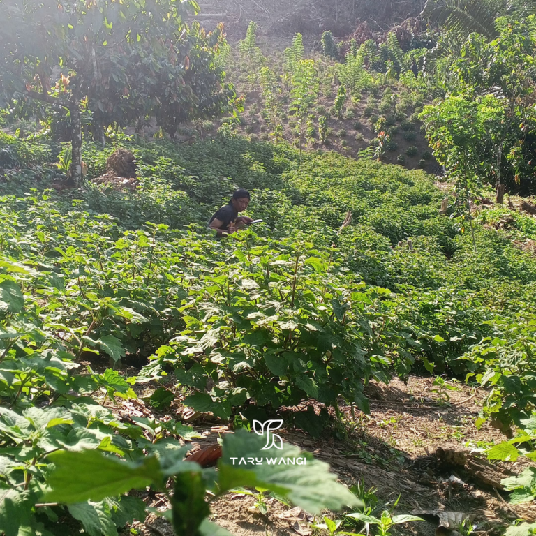 Patchouli field during the dry season in Indonesia